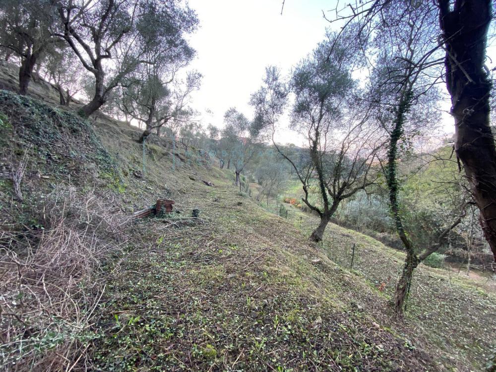 Terreno agricolo in vendita a Albenga - Terreno agricolo in vendita a Albenga