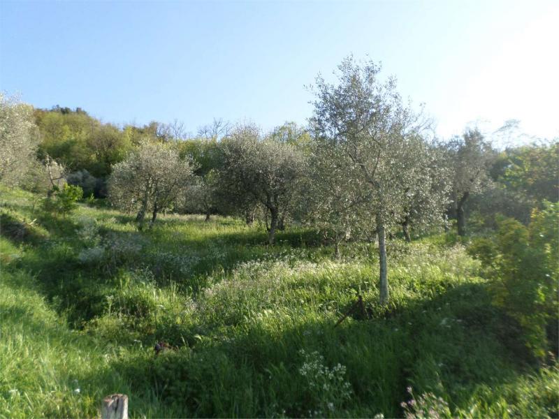 terreno agricolo in vendita a Monsummano Terme