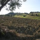 Terreno agricolo in vendita a Monsampolo del Tronto