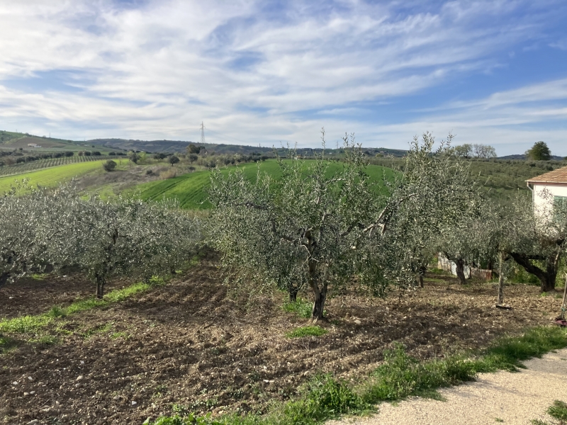 terreno agricolo in vendita a Vasto