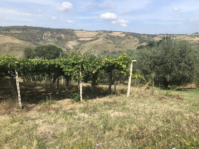 Terreno agricolo in vendita a Cupello - Terreno agricolo in vendita a Cupello