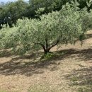 Terreno agricolo in vendita a Vasto