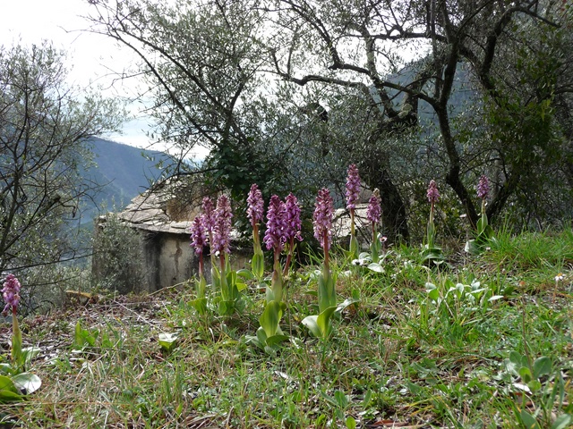 Terreno residenziale in vendita a badalucco - Terreno residenziale in vendita a badalucco