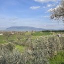 Terreno agricolo in vendita a Bettona