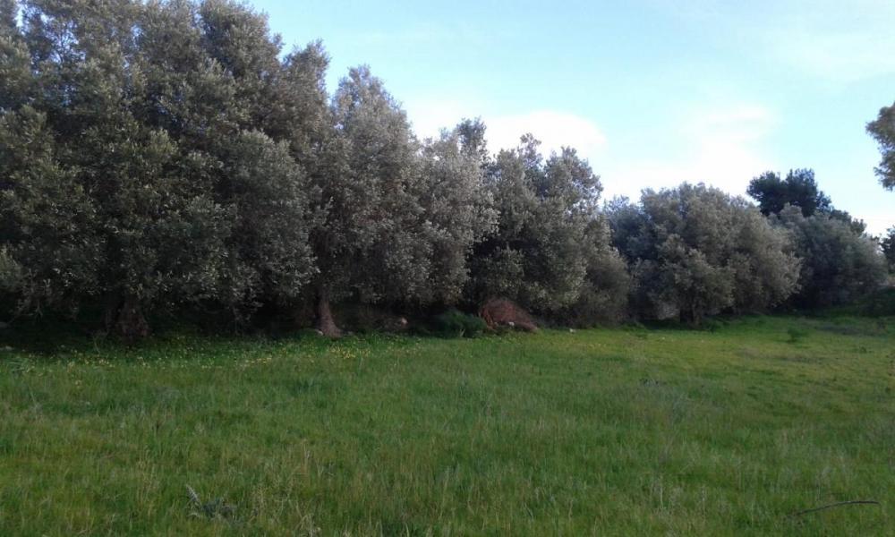 terreno agricolo in vendita a Scicli