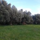 Terreno agricolo in vendita a Scicli