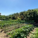 Terreno agricolo in vendita a Monteforte Irpino