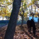 Rustico / casale plurilocale in vendita a arcole