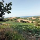 Terreno agricolo in vendita a Senigallia