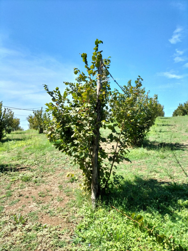 immagine annuncio 1 di 4