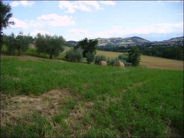 immagine annuncio 2 di 4