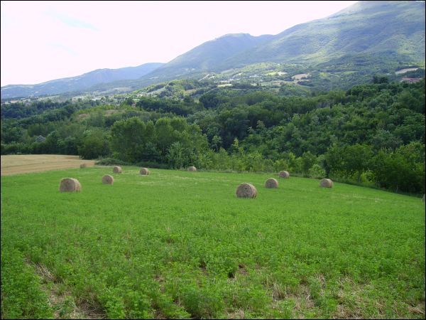 immagine annuncio 3 di 4