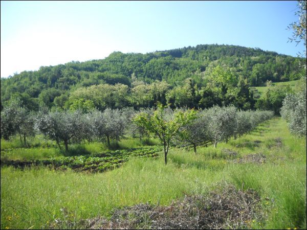 Terreno agricolo in vendita a Folignano - Terreno agricolo in vendita a Folignano