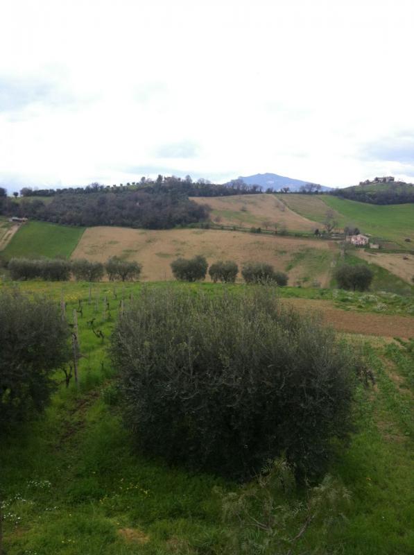 Terreno agricolo in vendita a Ascoli Piceno - Terreno agricolo in vendita a Ascoli Piceno