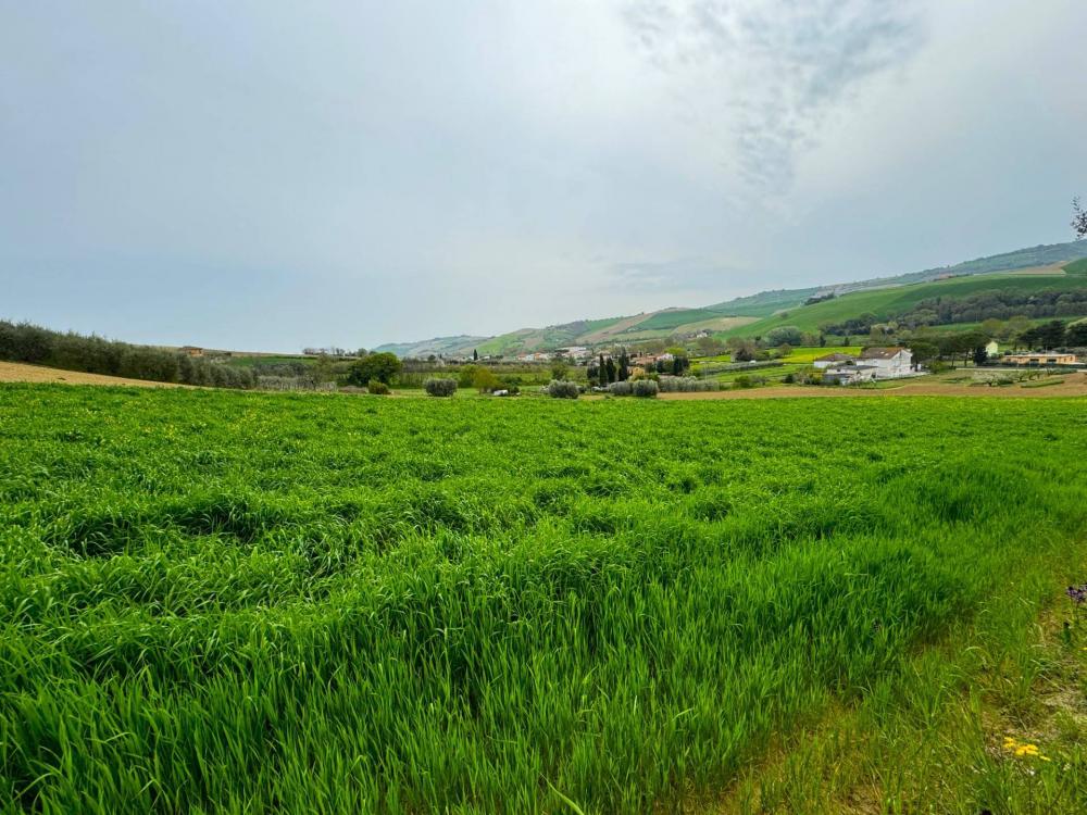 Terreno agricolo in vendita a Fermo - Terreno agricolo in vendita a Fermo