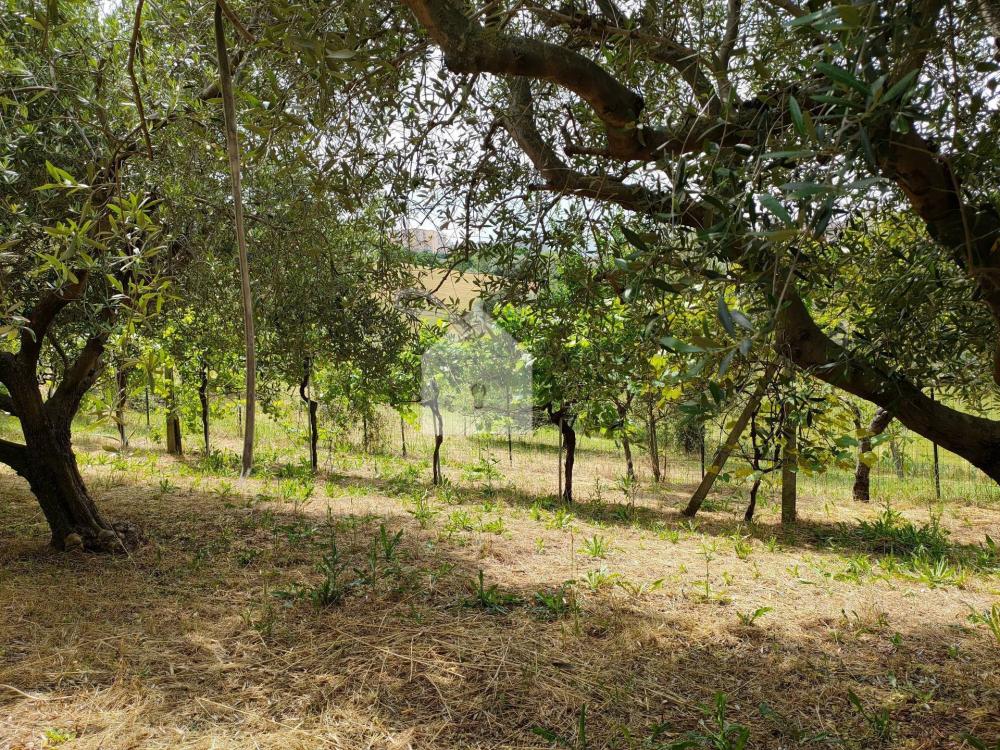 Terreno agricolo in vendita a Macerata - Terreno agricolo in vendita a Macerata