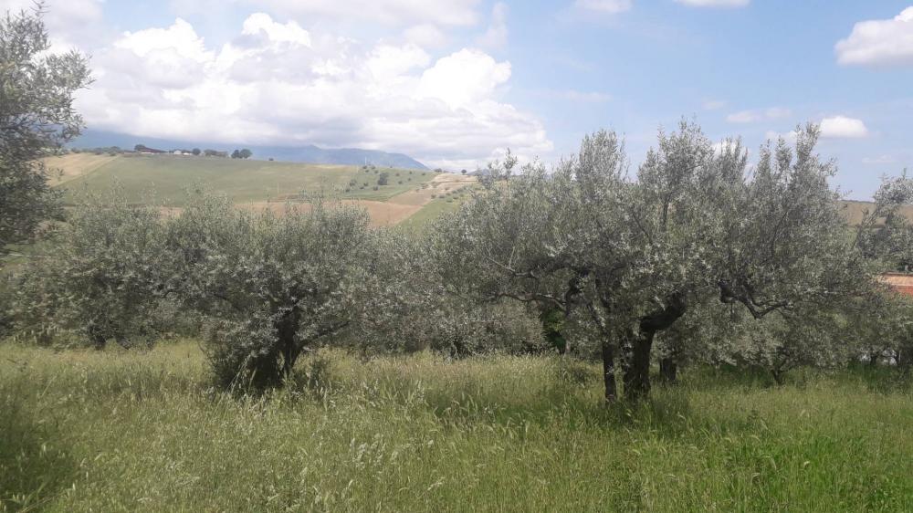immagine annuncio 1 di 4