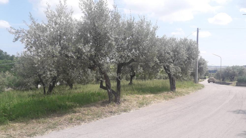 immagine annuncio 2 di 4