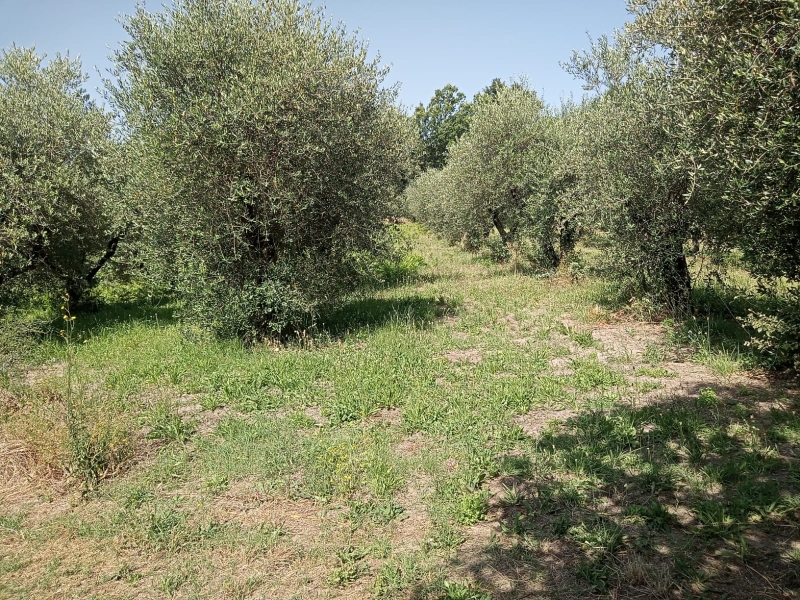 terreno commerciale in vendita a Marzano Appio