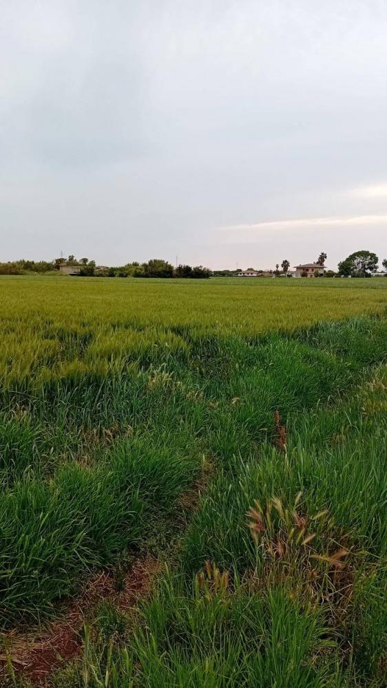 Terreno agricolo in vendita a Terracina - Terreno agricolo in vendita a Terracina