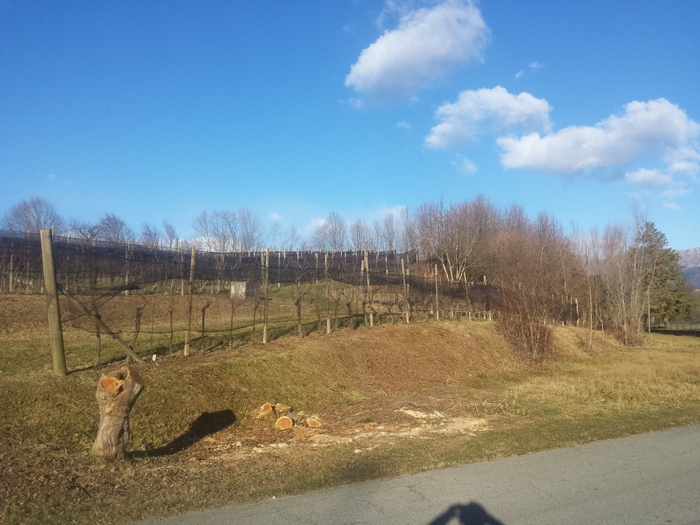 immagine annuncio 2 di 5