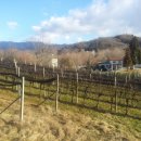 Terreno agricolo in vendita a Udine