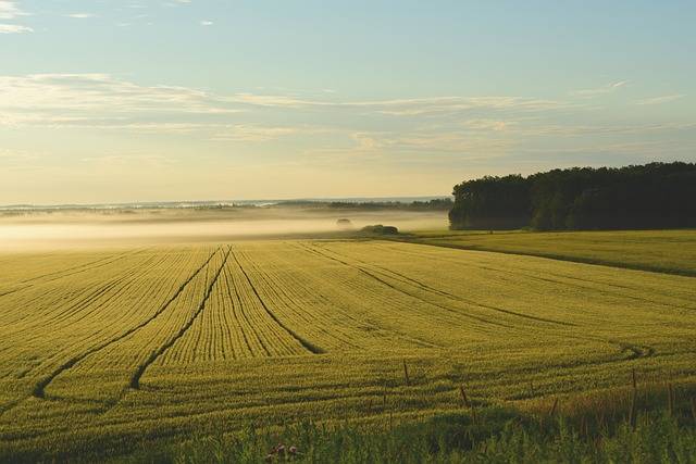 Terreno agricolo in vendita a Montevarchi - Terreno agricolo in vendita a Montevarchi