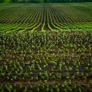Terreno agricolo in vendita a broccostella