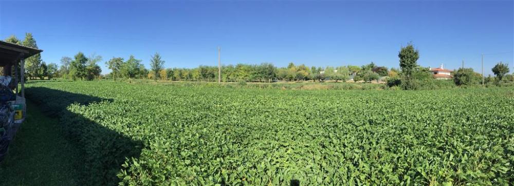 Foto - Terreno agricolo in vendita a pasiano-di-pordenone