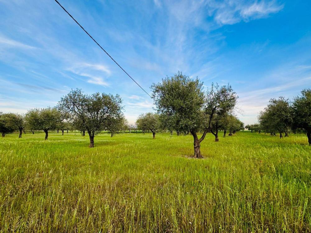 Terreno agricolo in vendita a Lucera - Terreno agricolo in vendita a Lucera