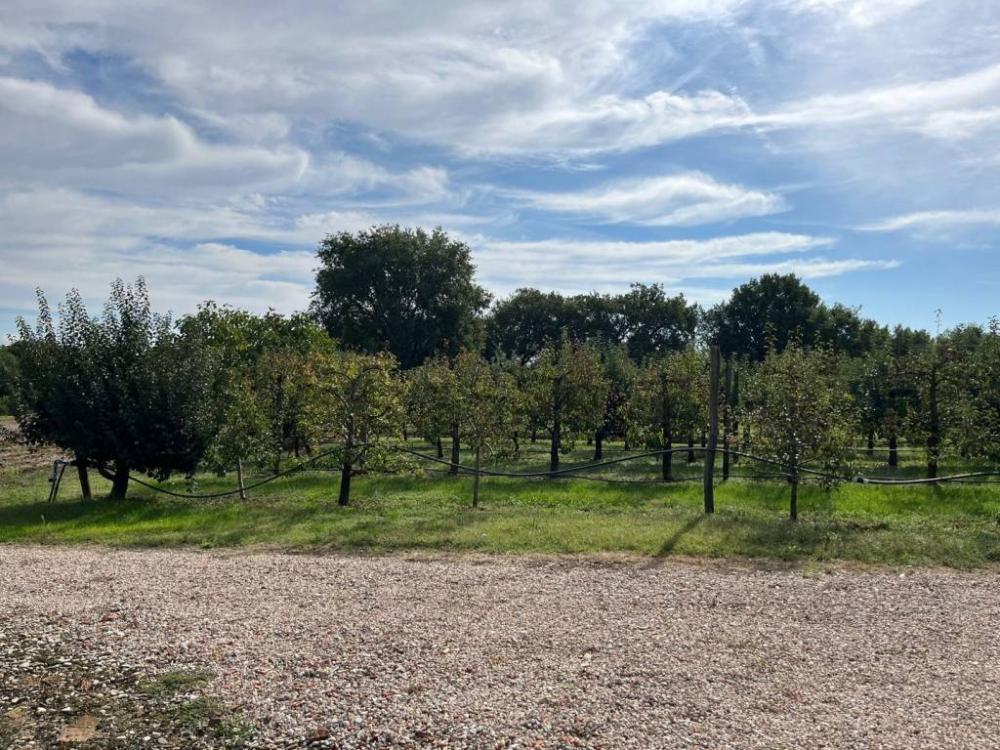 Terreno agricolo in vendita a Cortona - Terreno agricolo in vendita a Cortona