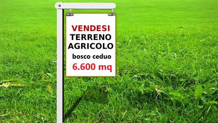 dfcc228f846730b67bfe46959c35ce4c - Terreno agricolo in vendita a Magnago