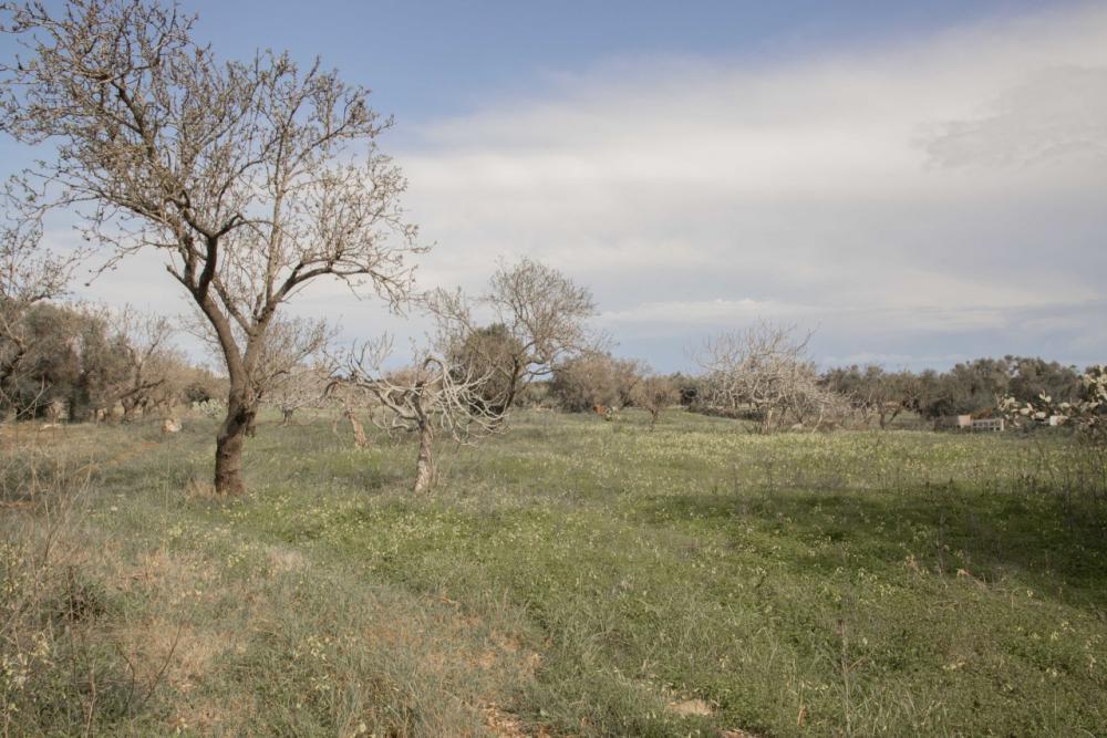 Terreno residenziale in vendita a carovigno - Terreno residenziale in vendita a carovigno