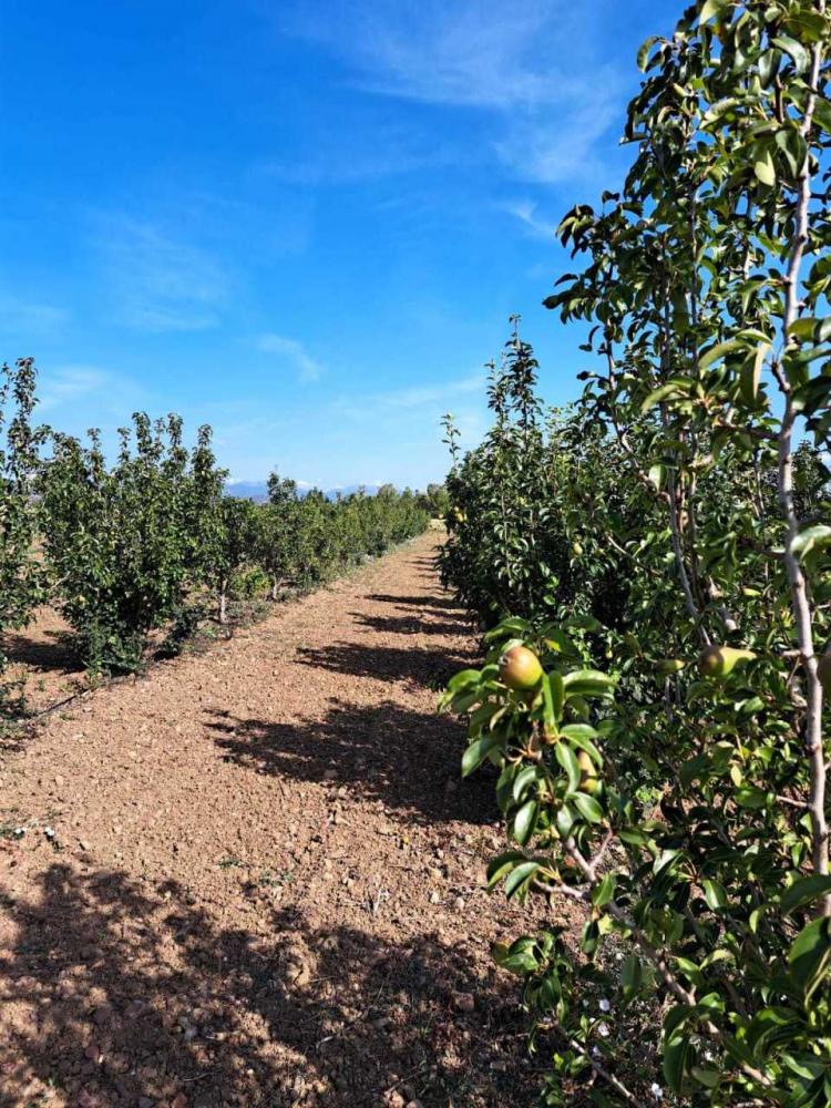 Terreno agricolo in vendita a - Terreno agricolo in vendita a