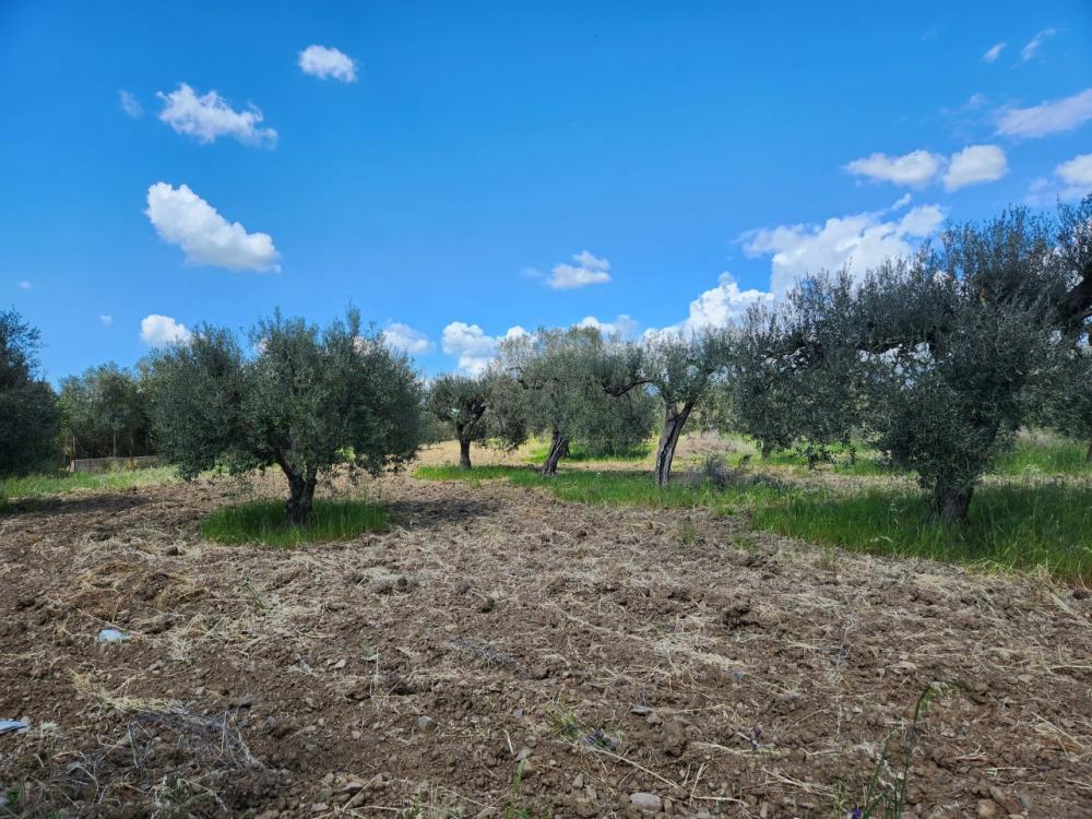 Terreno agricolo in vendita a - Terreno agricolo in vendita a